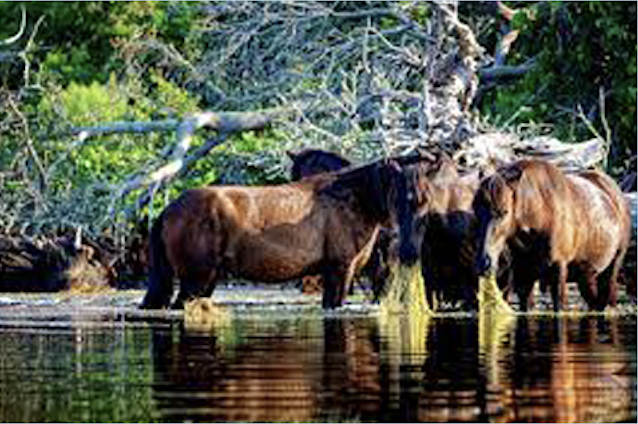 Guided Kayak Tours