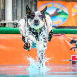 Neptune Festival - Dock Dogs